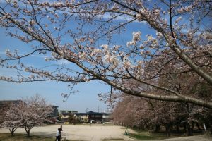 お花見ランチ